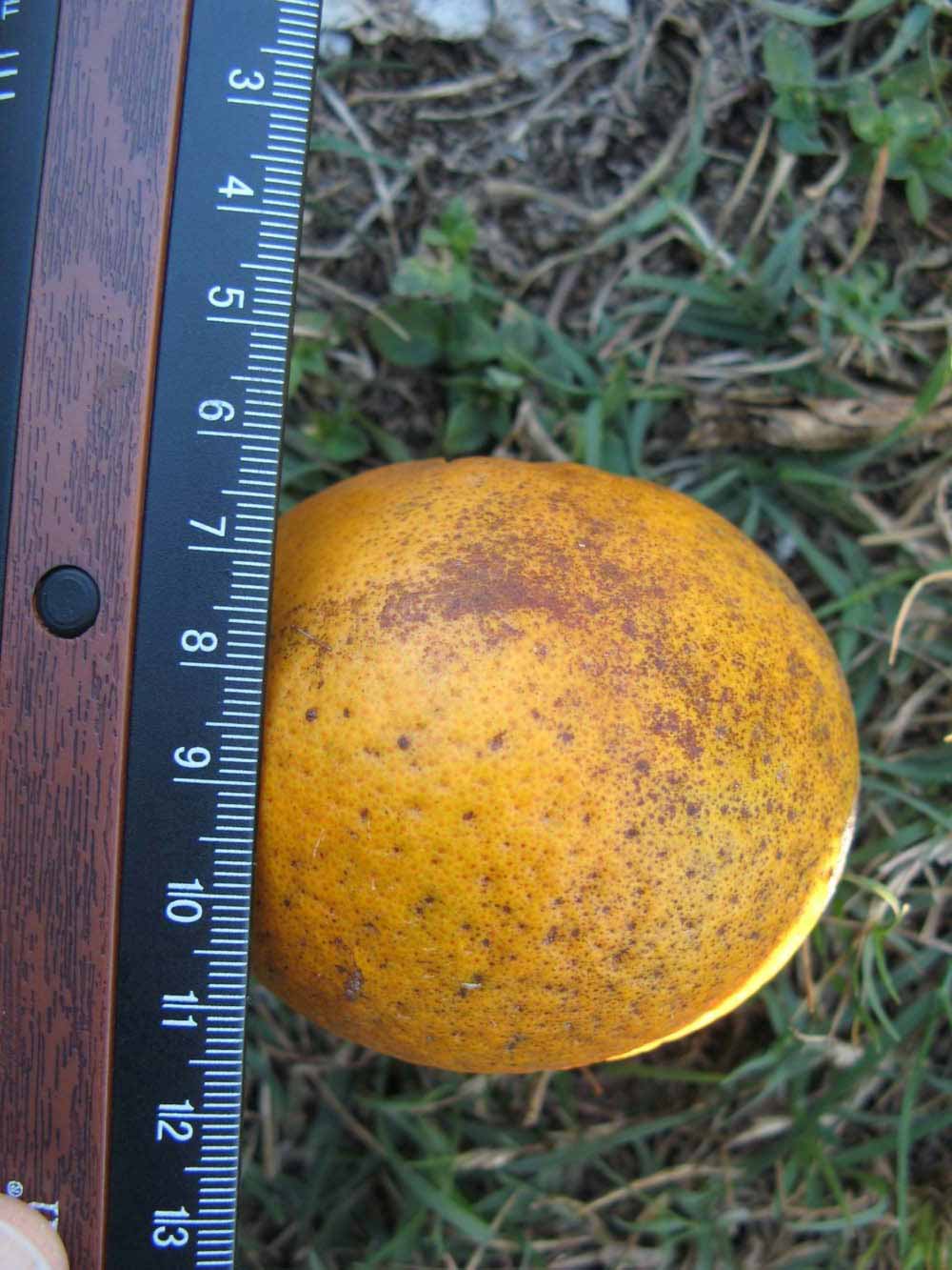              Fruit (Winter Haven, FL)       